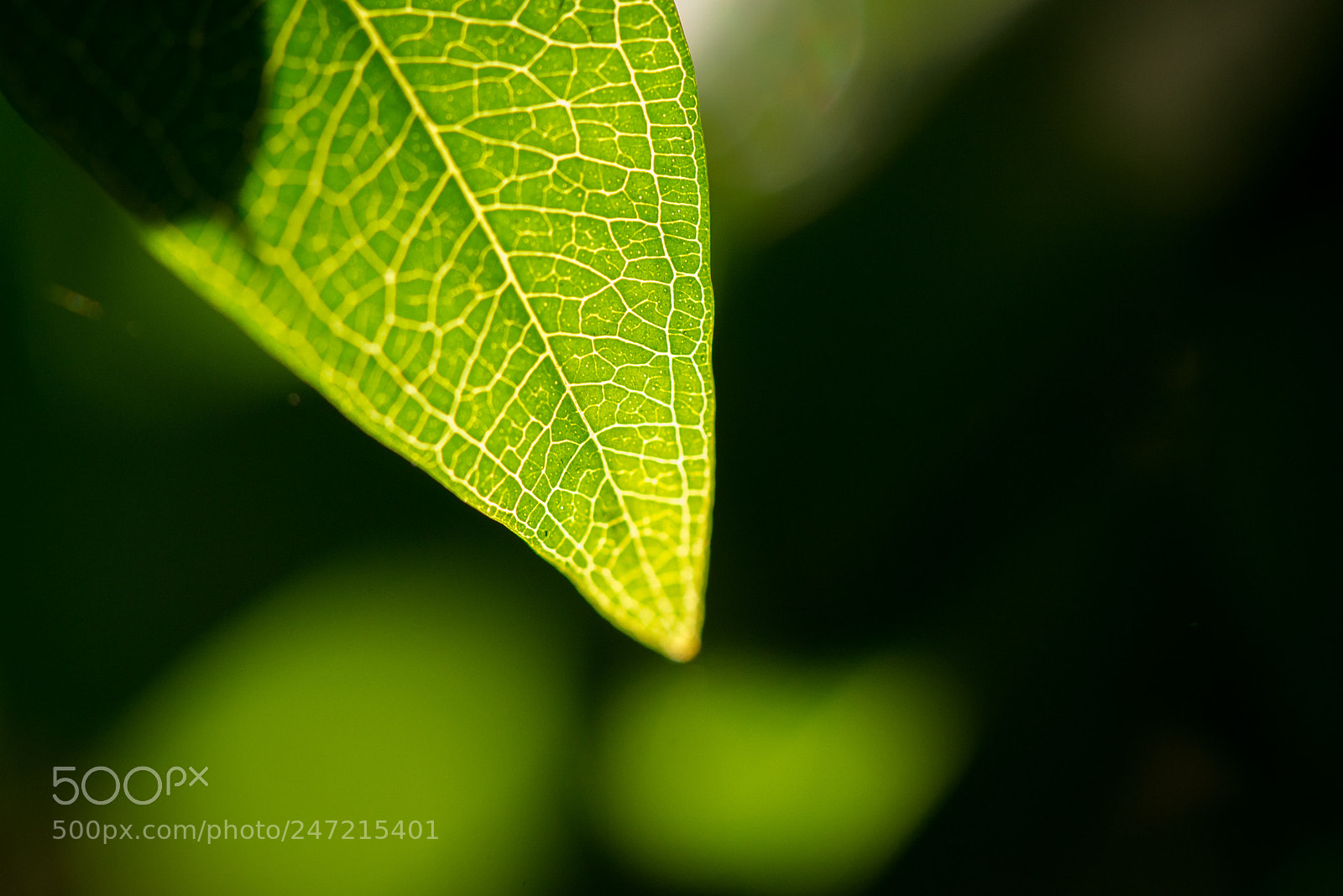 Nikon D800 sample photo. X-ray photography
