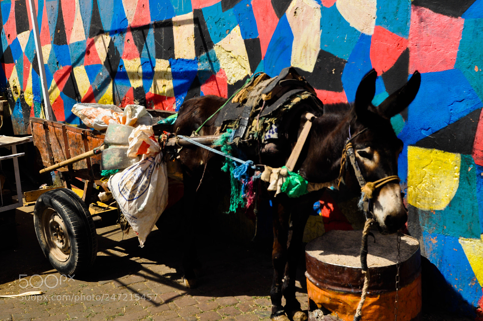 Nikon D5000 sample photo. Donkey photography