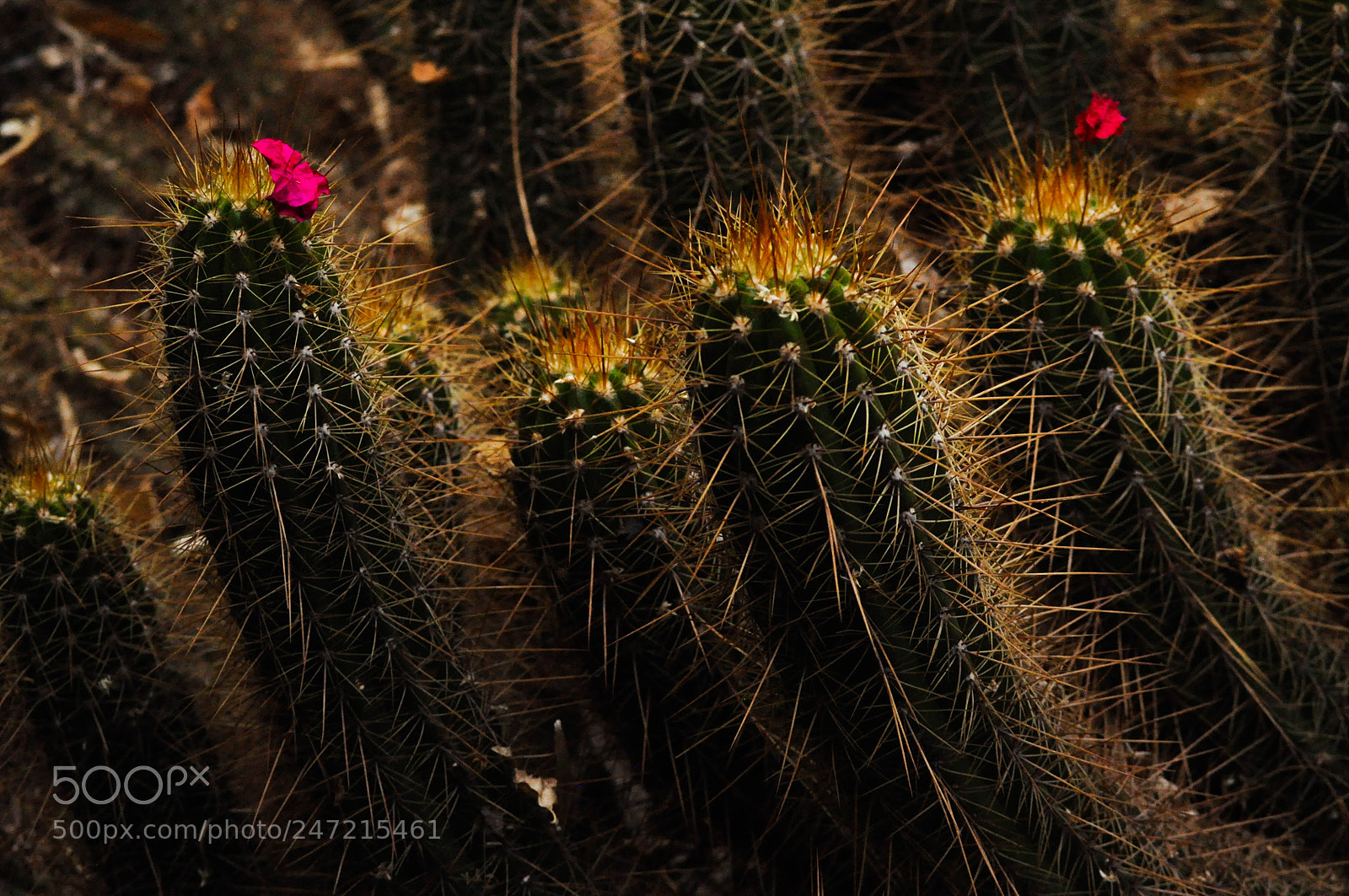 Nikon D5000 sample photo. Kaktus photography