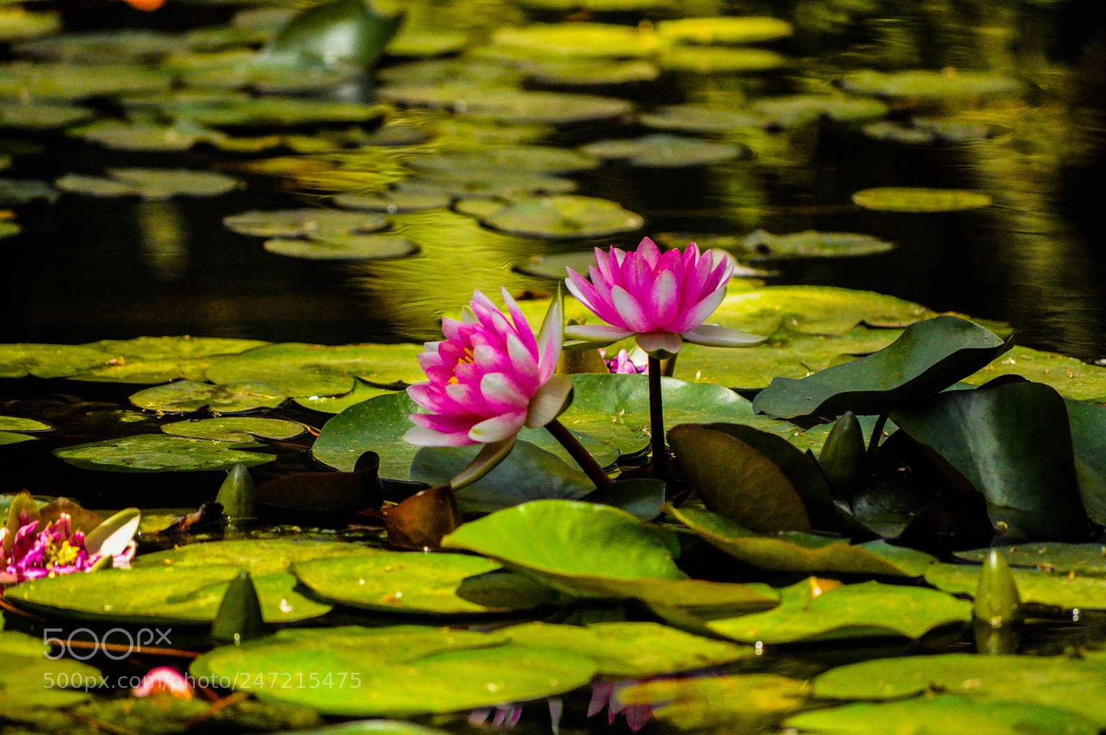 Nikon D5000 sample photo. Untitled photography