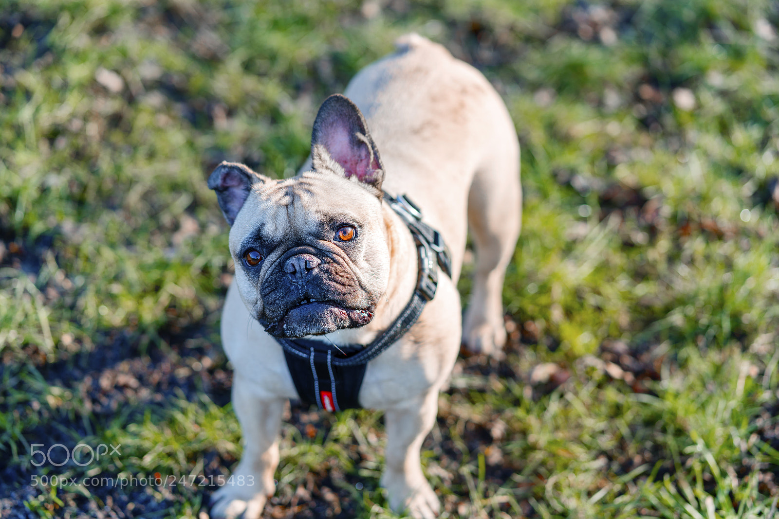 Sony a7R III sample photo. Good morning photography