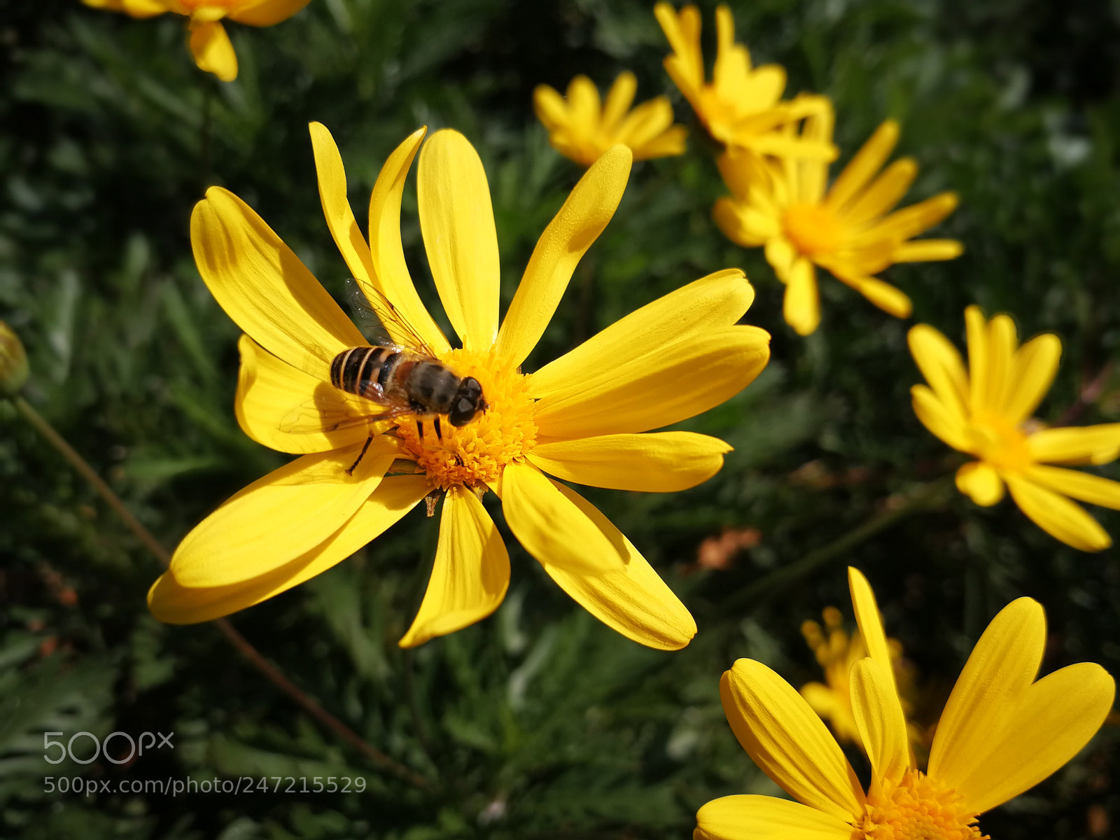 HUAWEI P10 sample photo. Gather honey photography