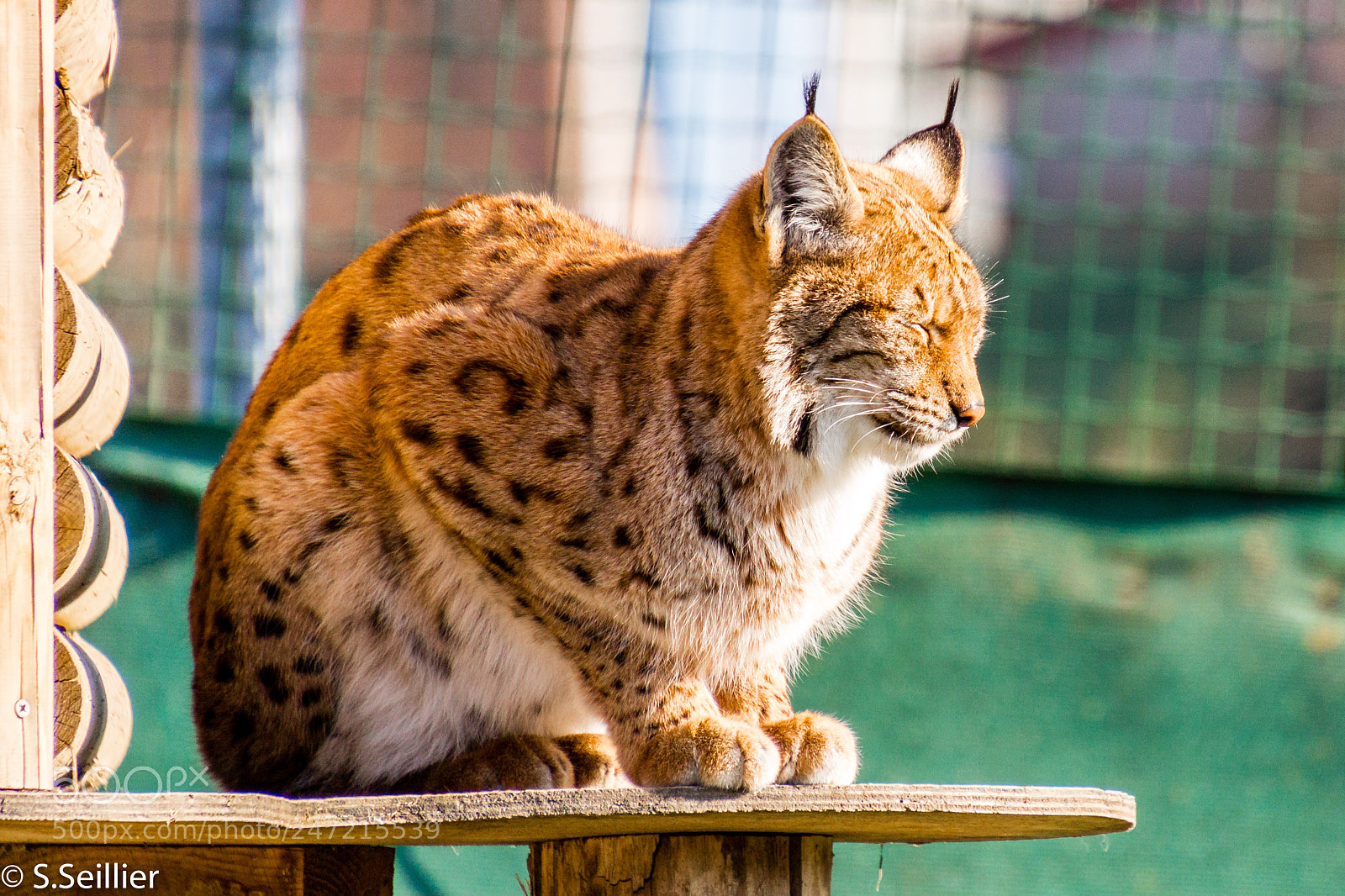 Canon EOS 700D (EOS Rebel T5i / EOS Kiss X7i) sample photo. Lynx des carpates photography