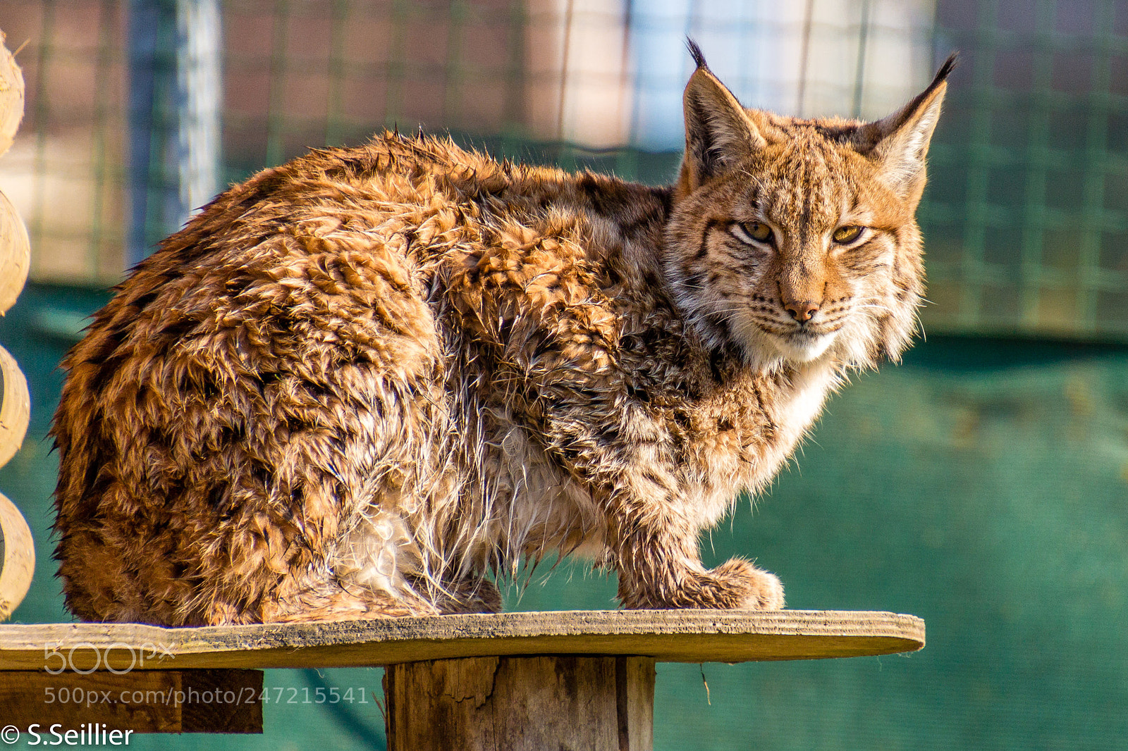 Canon EOS 700D (EOS Rebel T5i / EOS Kiss X7i) sample photo. Lynx des carpates photography