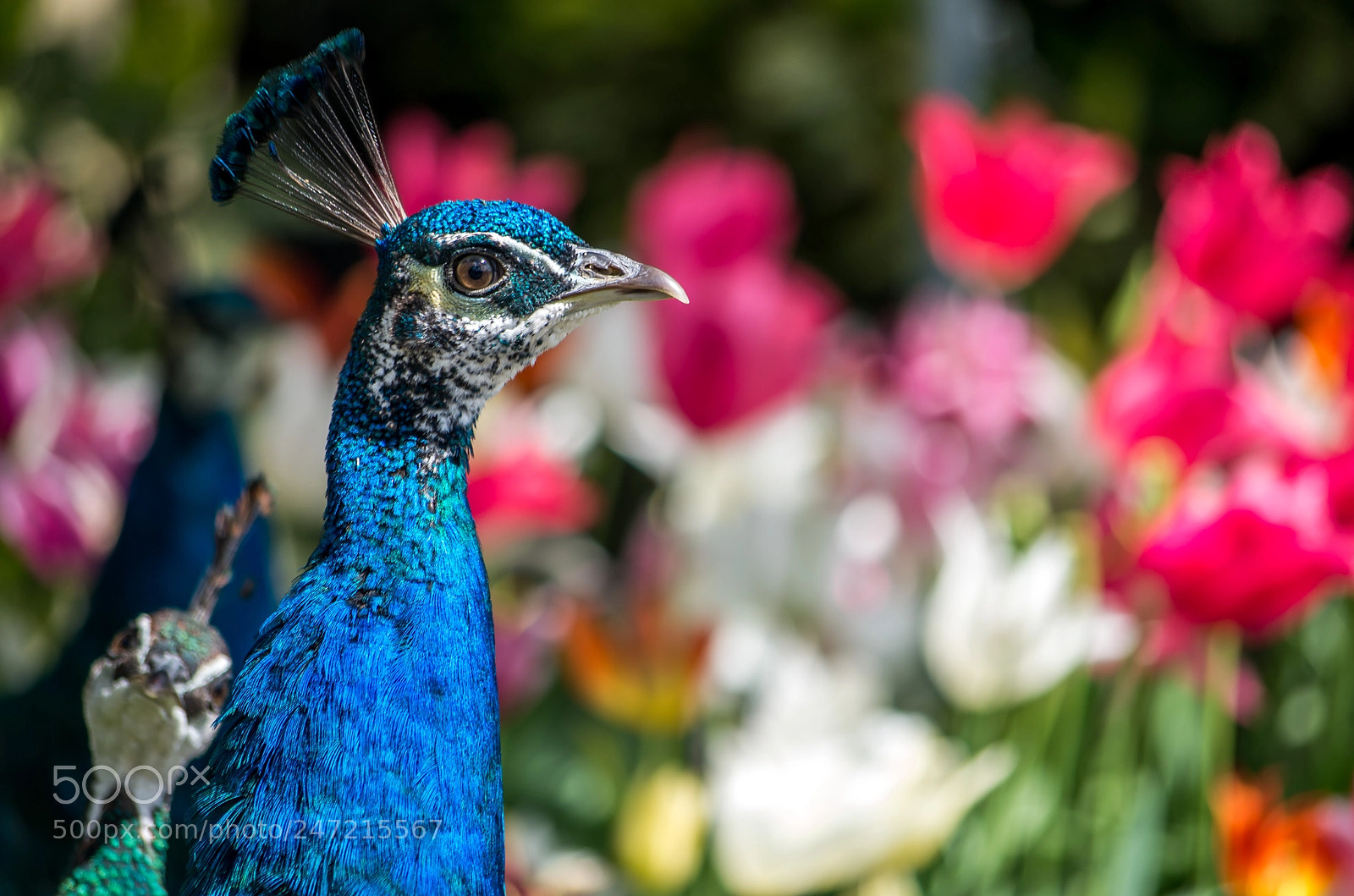 Pentax K-50 sample photo. Peacock photobomb photography