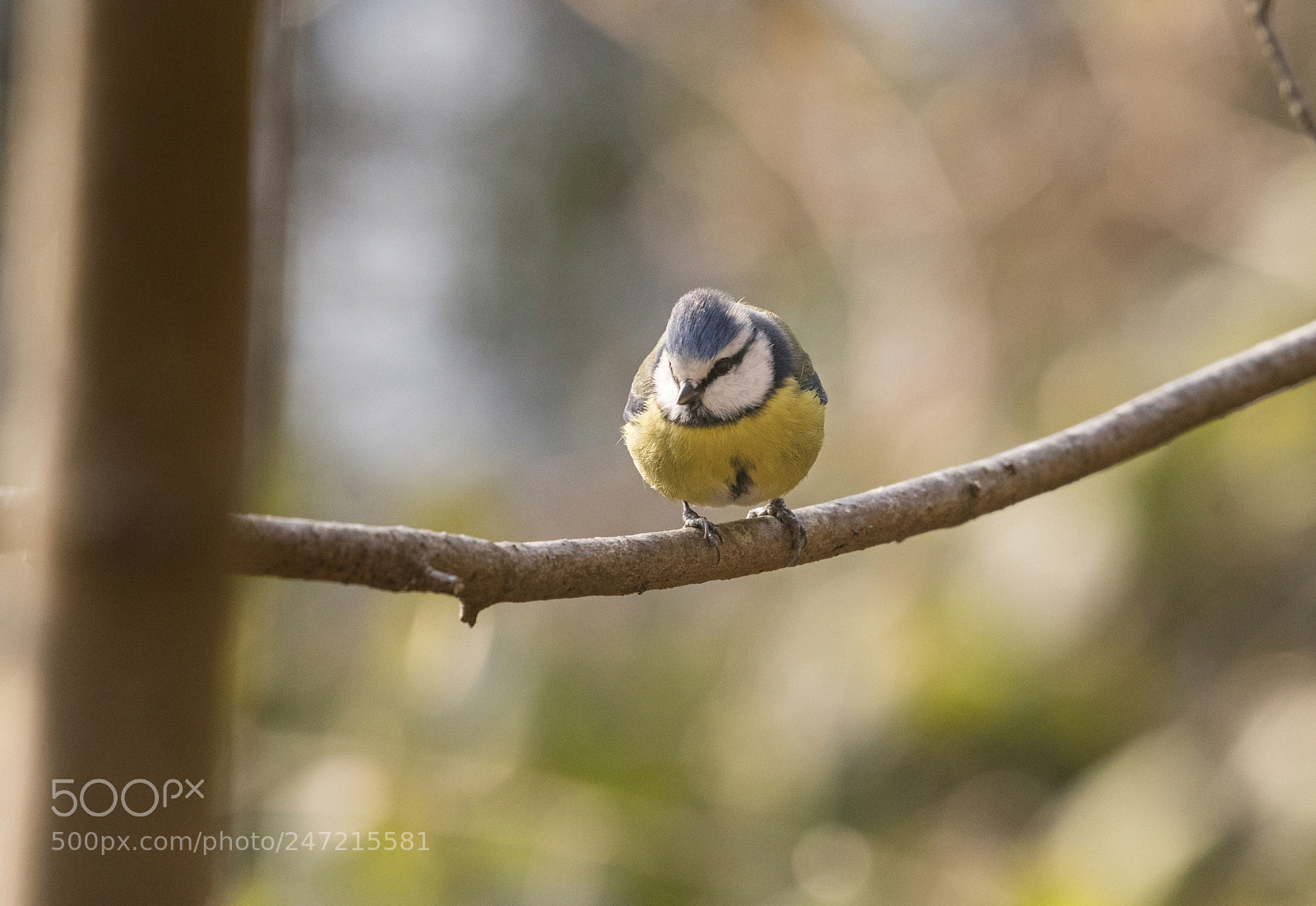 Nikon D500 sample photo. Mésange bleue photography