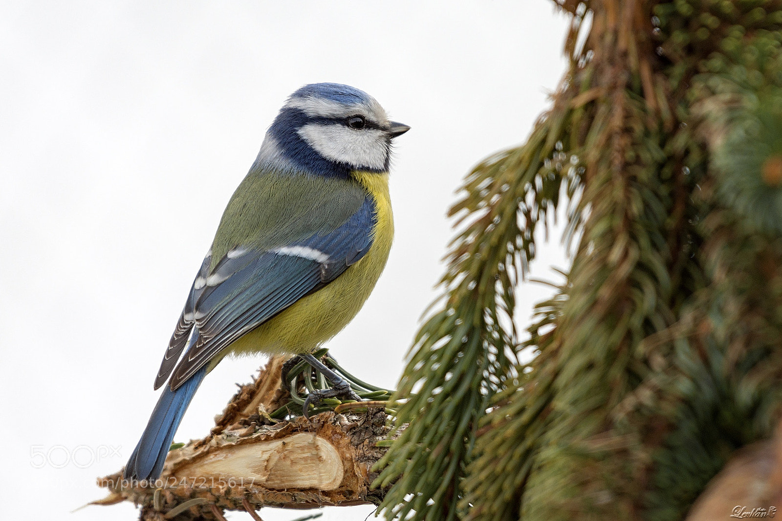 Nikon D7200 sample photo. Cyanistes caeruleus photography