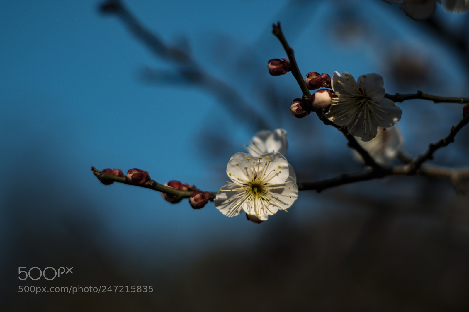 Fujifilm X-Pro2 sample photo. Japanese apricot flower blossoms photography