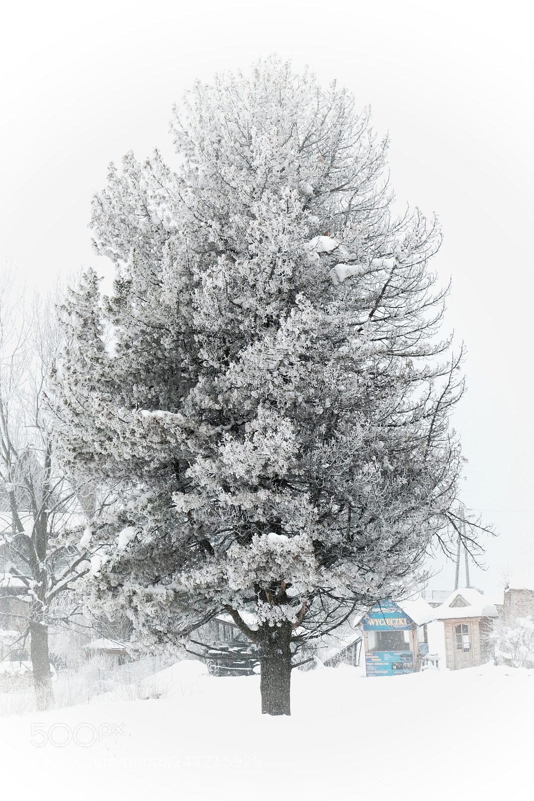 Fujifilm X-T20 sample photo. Winter tree photography