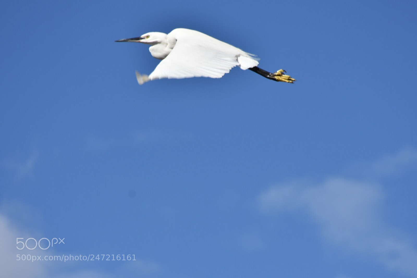 Nikon D7200 sample photo. 白鷺 photography