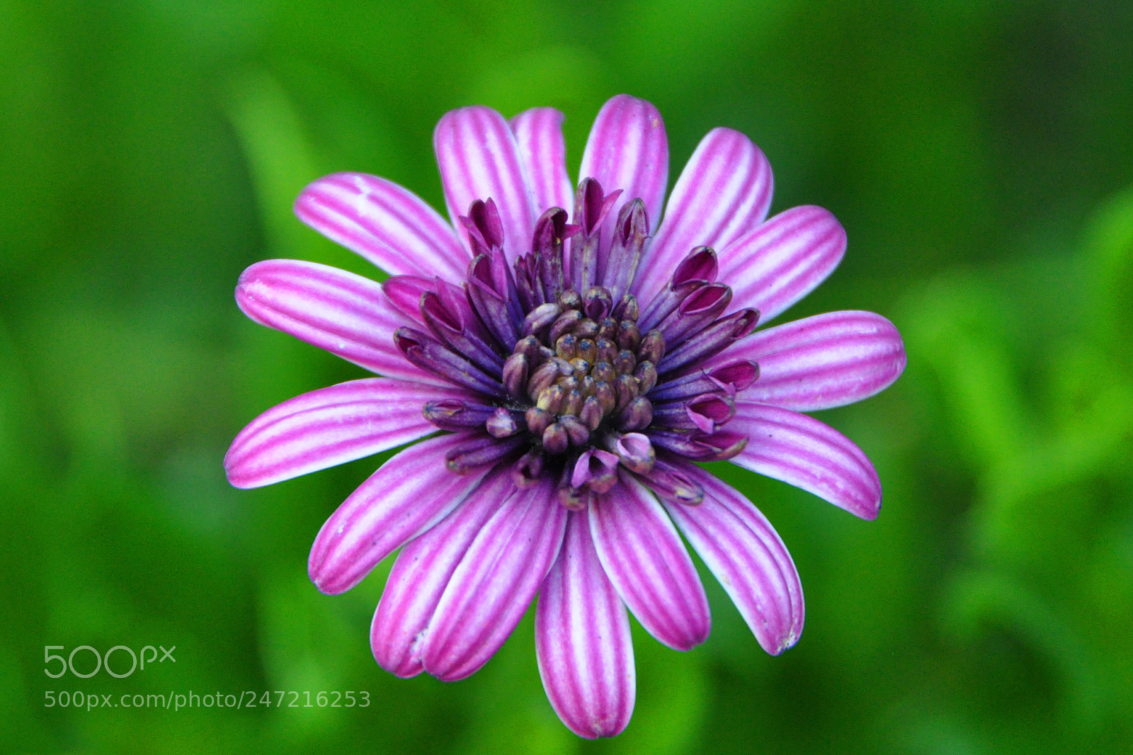 Nikon D90 sample photo. Floating flower photography