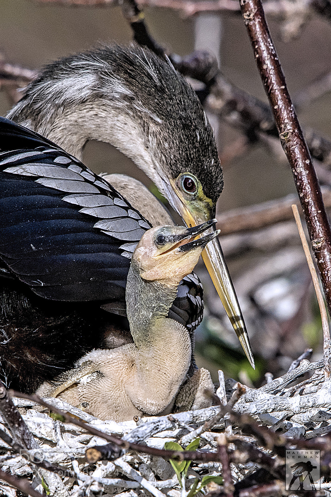 Nikon D810 sample photo. Chick photography