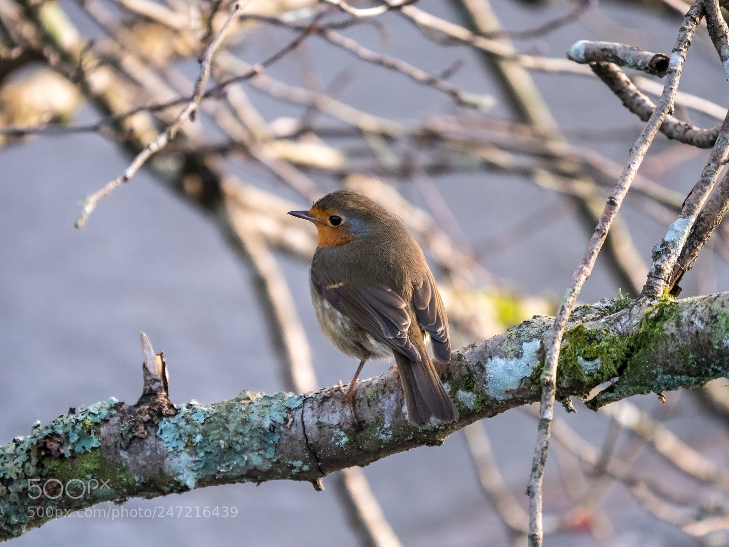 Panasonic Lumix DMC-GX85 (Lumix DMC-GX80 / Lumix DMC-GX7 Mark II) sample photo. Erithacus rubecula photography