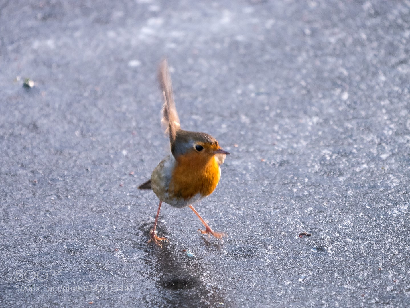 Panasonic Lumix DMC-GX85 (Lumix DMC-GX80 / Lumix DMC-GX7 Mark II) sample photo. Rockin´ robin photography