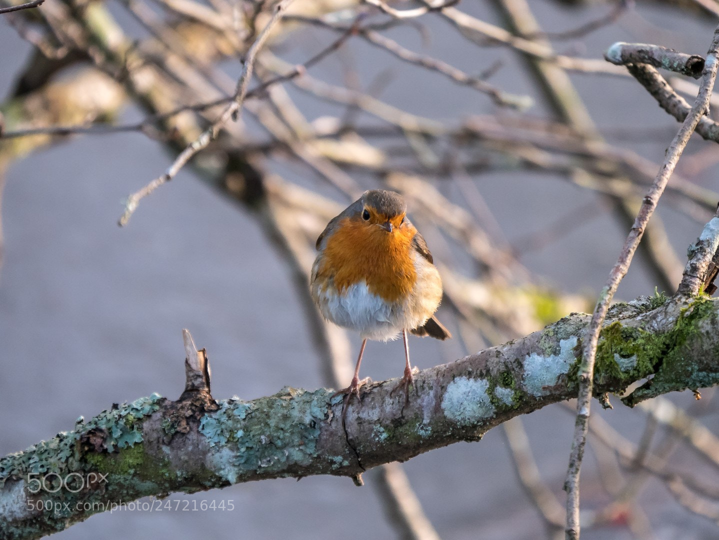 Panasonic Lumix DMC-GX85 (Lumix DMC-GX80 / Lumix DMC-GX7 Mark II) sample photo. Erithacus rubecula photography