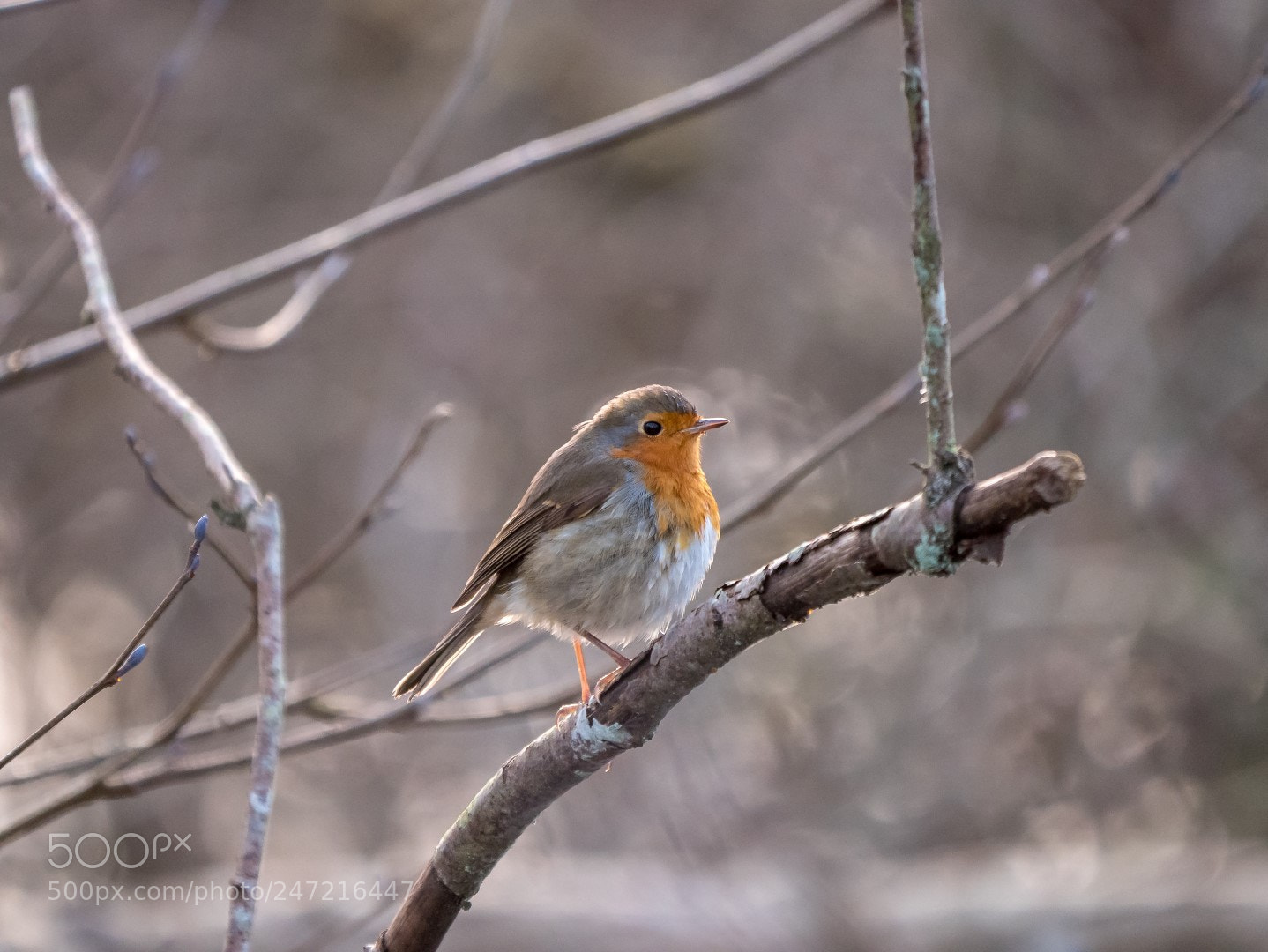 Panasonic Lumix DMC-GX85 (Lumix DMC-GX80 / Lumix DMC-GX7 Mark II) sample photo. Erithacus rubecula photography