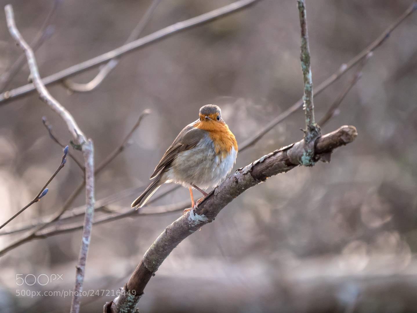Panasonic Lumix DMC-GX85 (Lumix DMC-GX80 / Lumix DMC-GX7 Mark II) sample photo. Erithacus rubecula photography