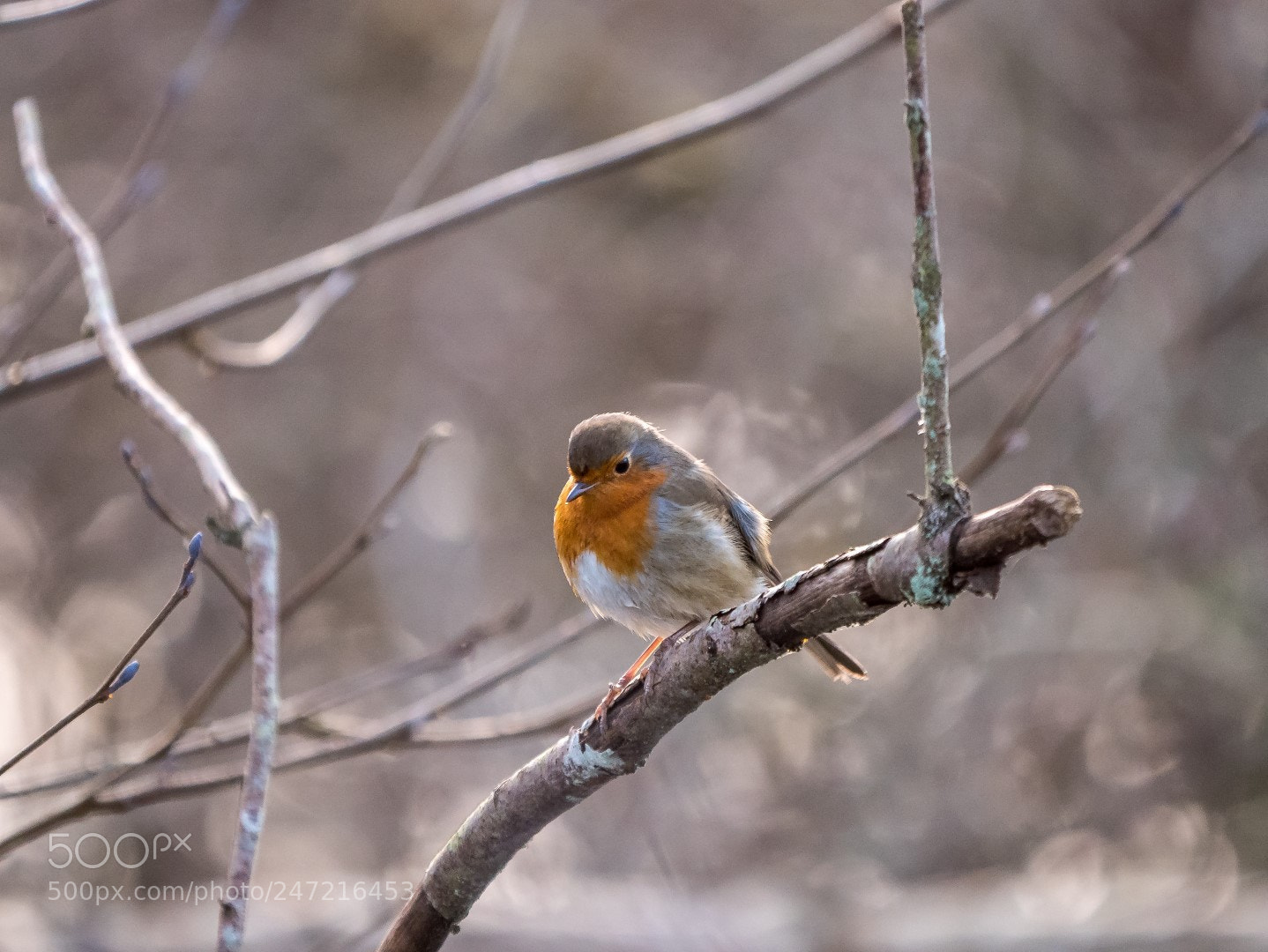 Panasonic Lumix DMC-GX85 (Lumix DMC-GX80 / Lumix DMC-GX7 Mark II) sample photo. Erithacus rubecula photography