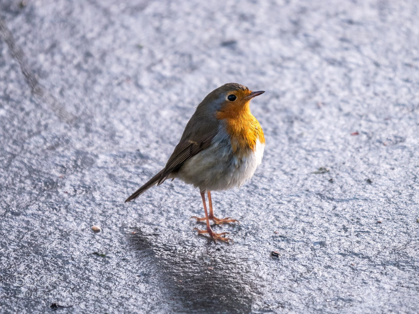 Panasonic Lumix DMC-GX85 (Lumix DMC-GX80 / Lumix DMC-GX7 Mark II) sample photo. Erithacus rubecula photography