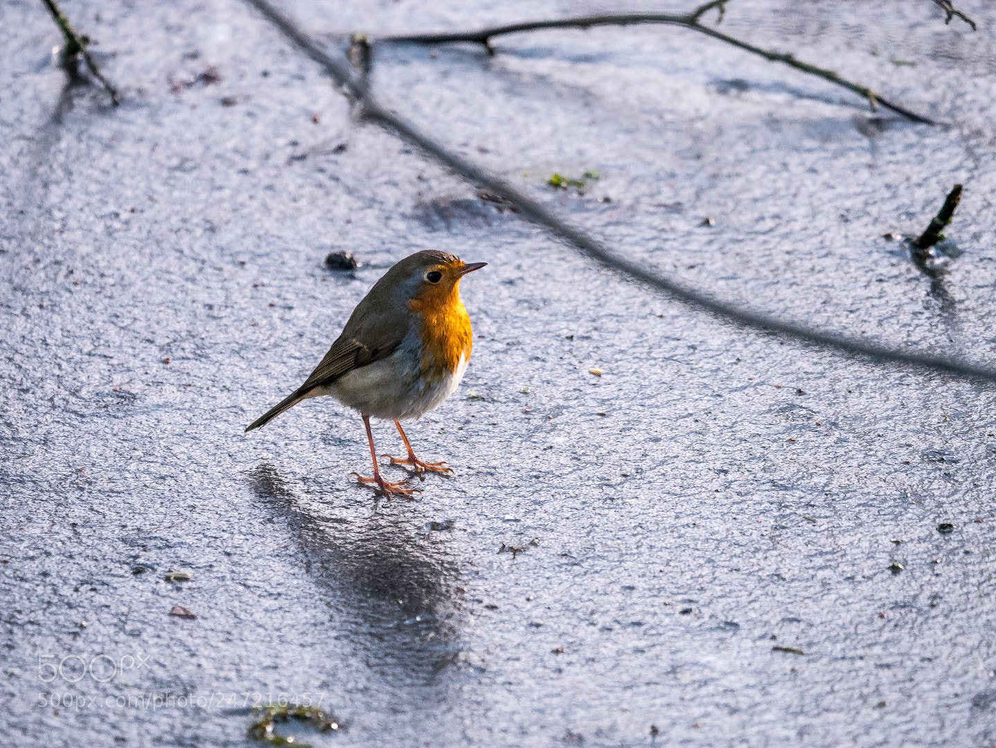 Panasonic Lumix DMC-GX85 (Lumix DMC-GX80 / Lumix DMC-GX7 Mark II) sample photo. Erithacus rubecula photography