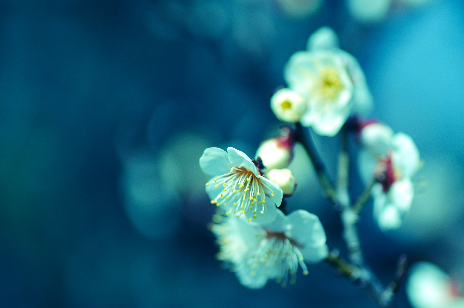 Pentax smc D-FA 100mm F2.8 Macro WR sample photo. 寒梅 photography
