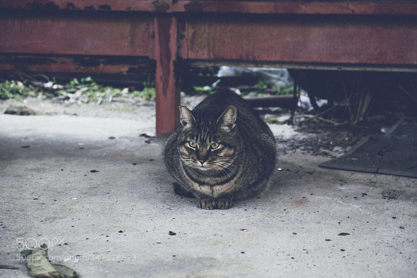 Fujifilm X-T10 sample photo. A cat in noko photography