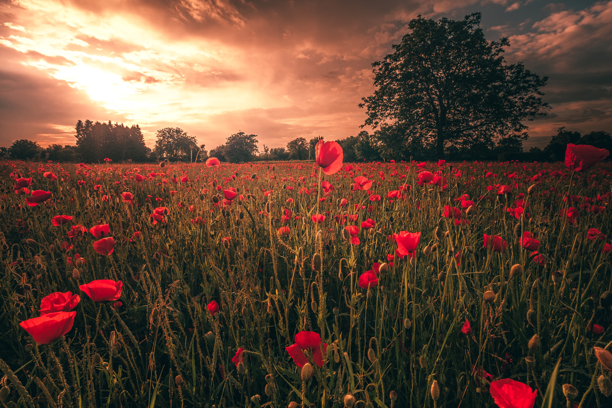 HatCat Photography (HatCatPhotography) Photos / 500px - 1170 x 780 jpeg 552kB