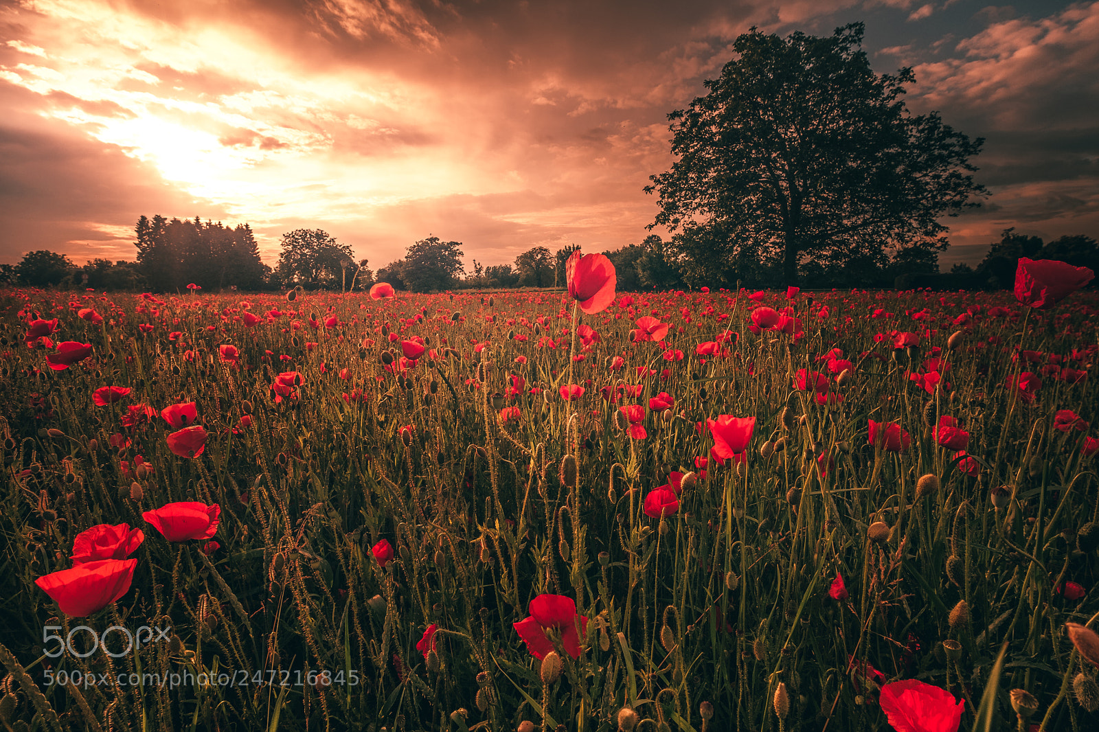 Fujifilm X-T1 sample photo. Http://weinheim.photos photography