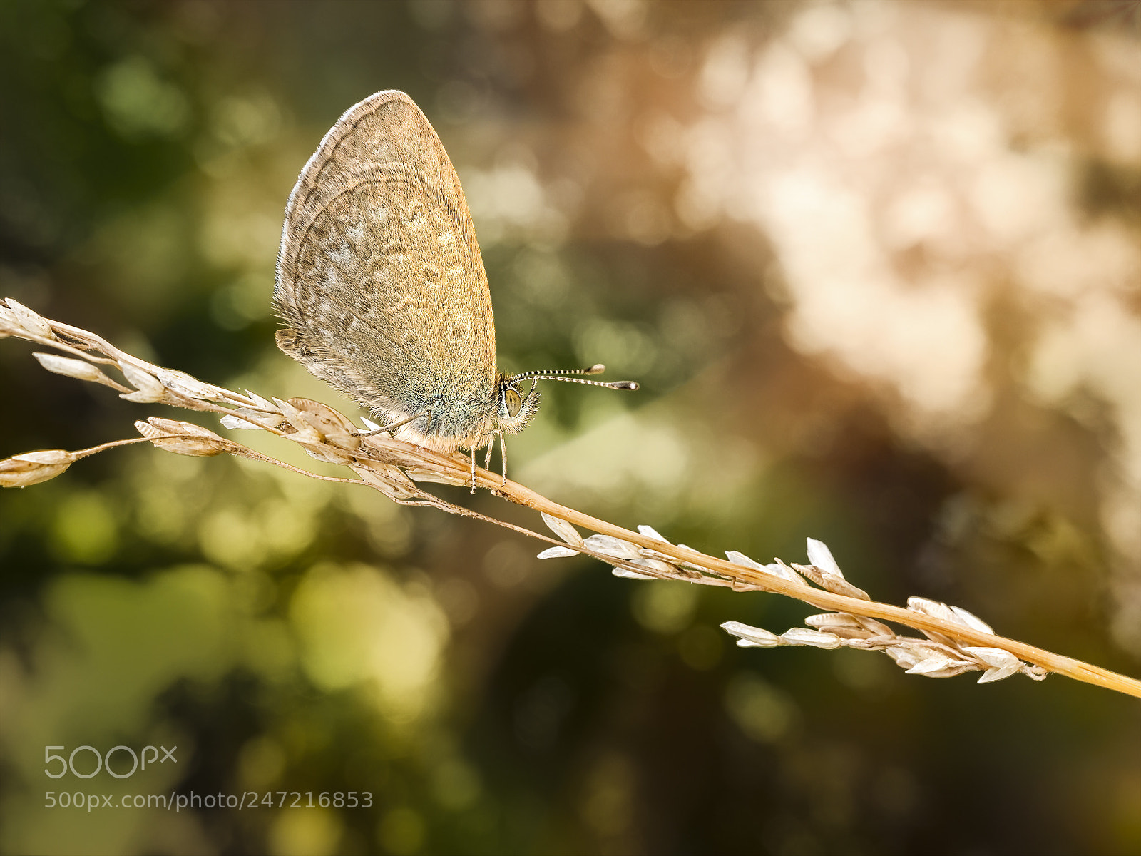Olympus OM-D E-M5 sample photo. Common grass blue butterfly #8 photography