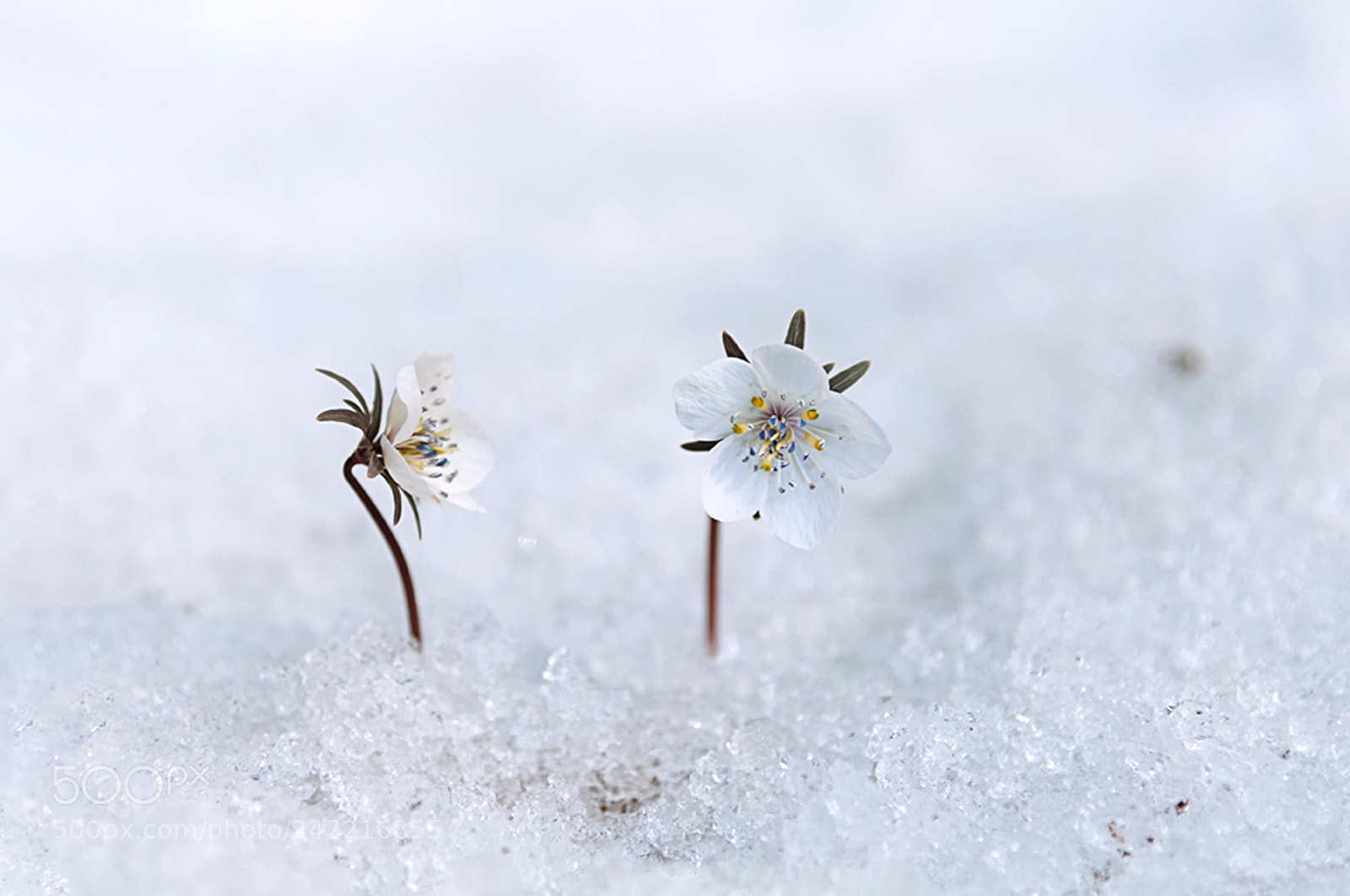 Nikon D90 sample photo. Korean eranthis photography