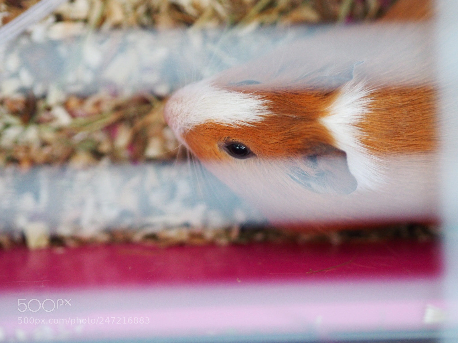 Olympus OM-D E-M1 sample photo. Pet flag photography
