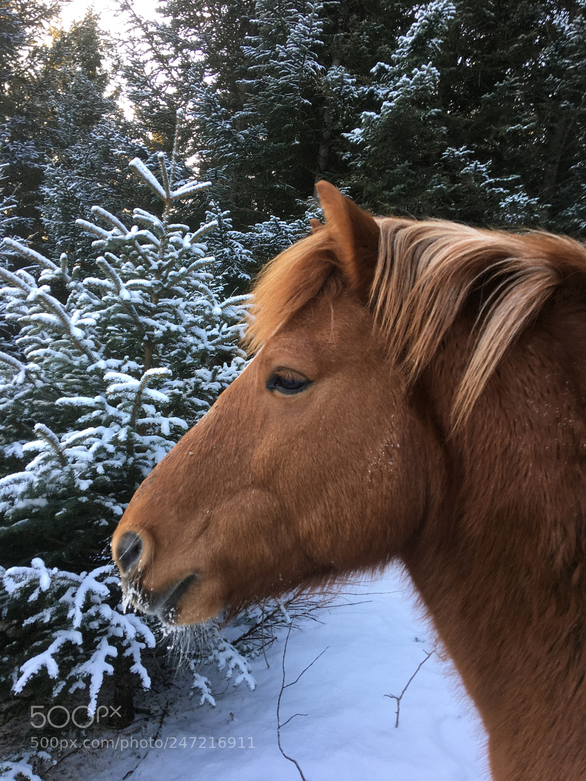 Apple iPhone 6s Plus sample photo. Fjellkar photography