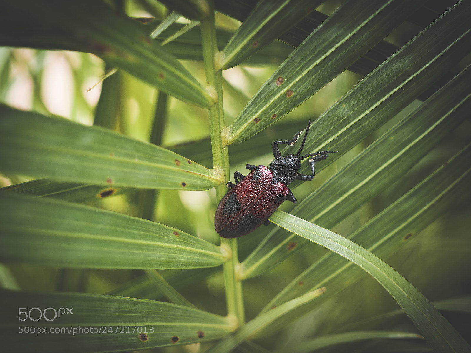 Olympus OM-D E-M10 II sample photo. Battleship bug. photography