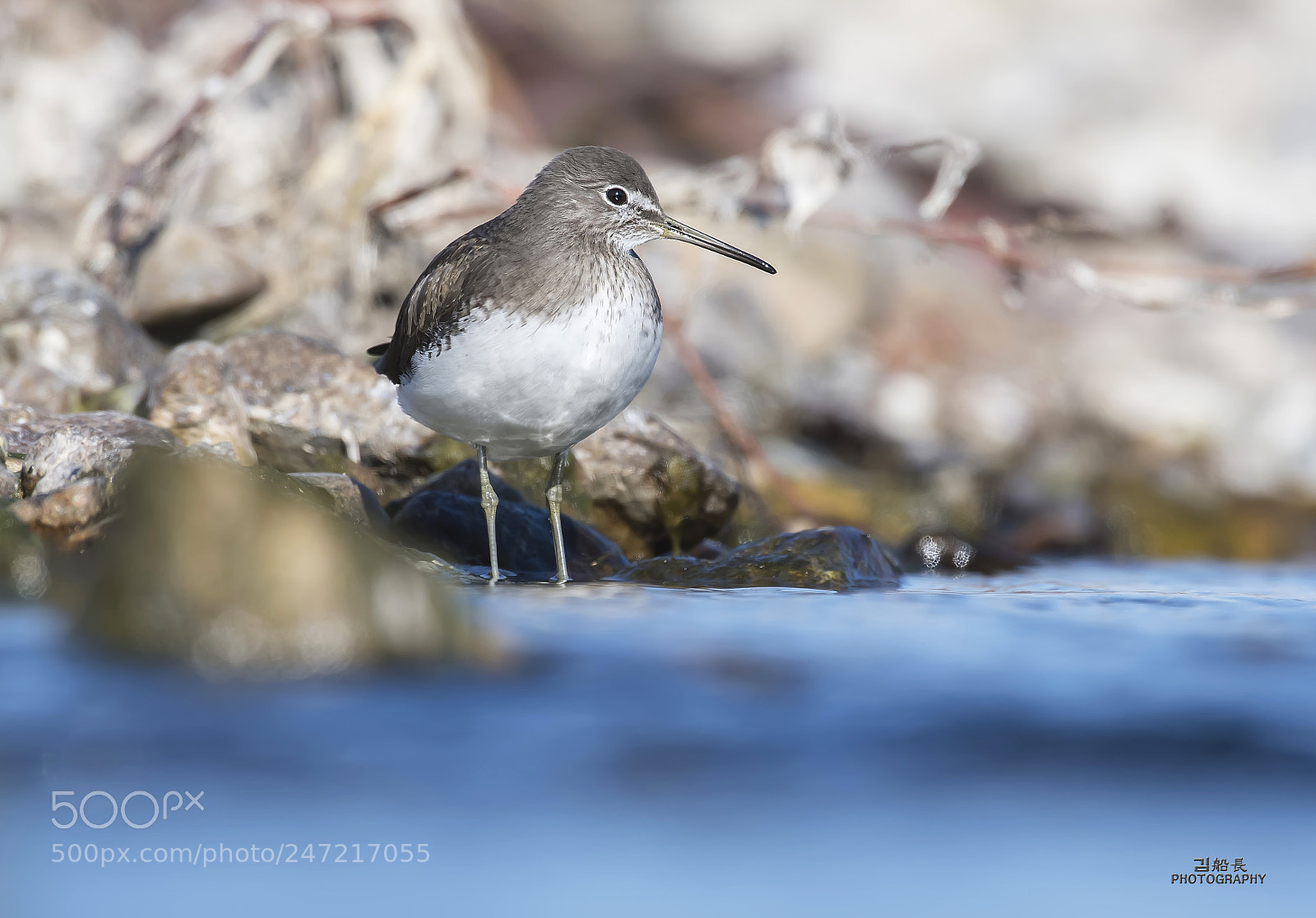 Nikon D500 sample photo. Green sandpiper photography