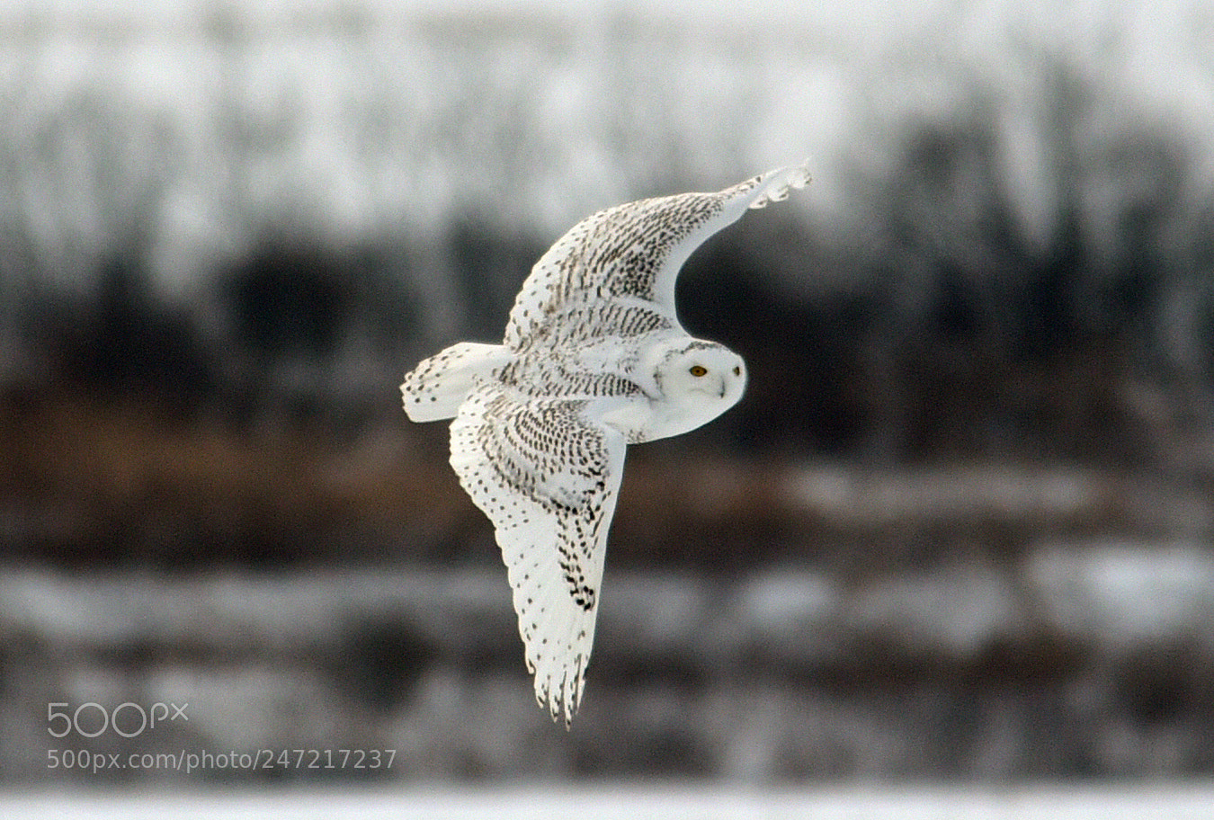 Nikon D750 sample photo. Snowy owl photography