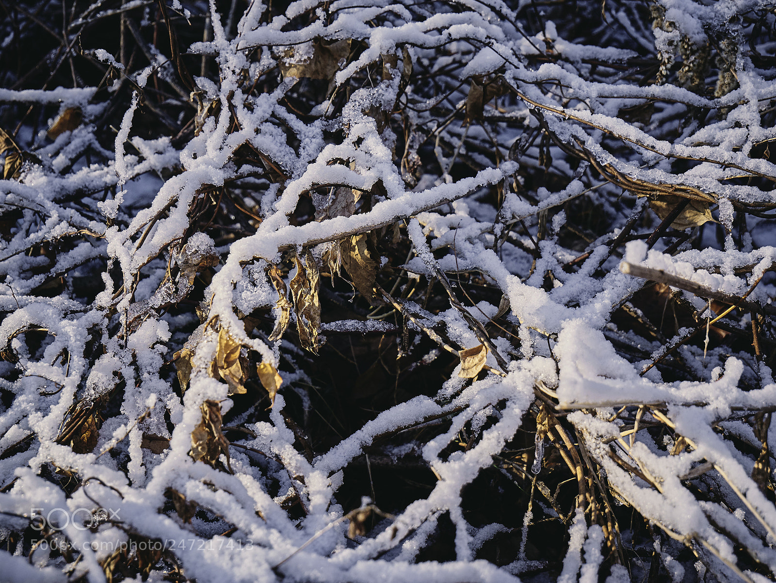 Panasonic Lumix DMC-G85 (Lumix DMC-G80) sample photo. Winter close up photography