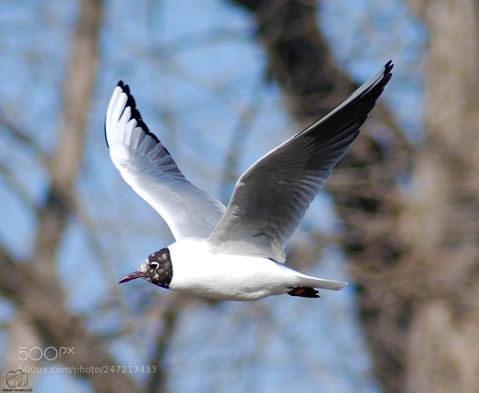 Nikon D60 sample photo. Untitled photography