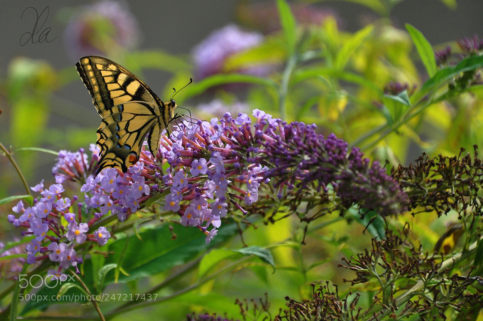 Nikon D5000 sample photo. Butterfly photography