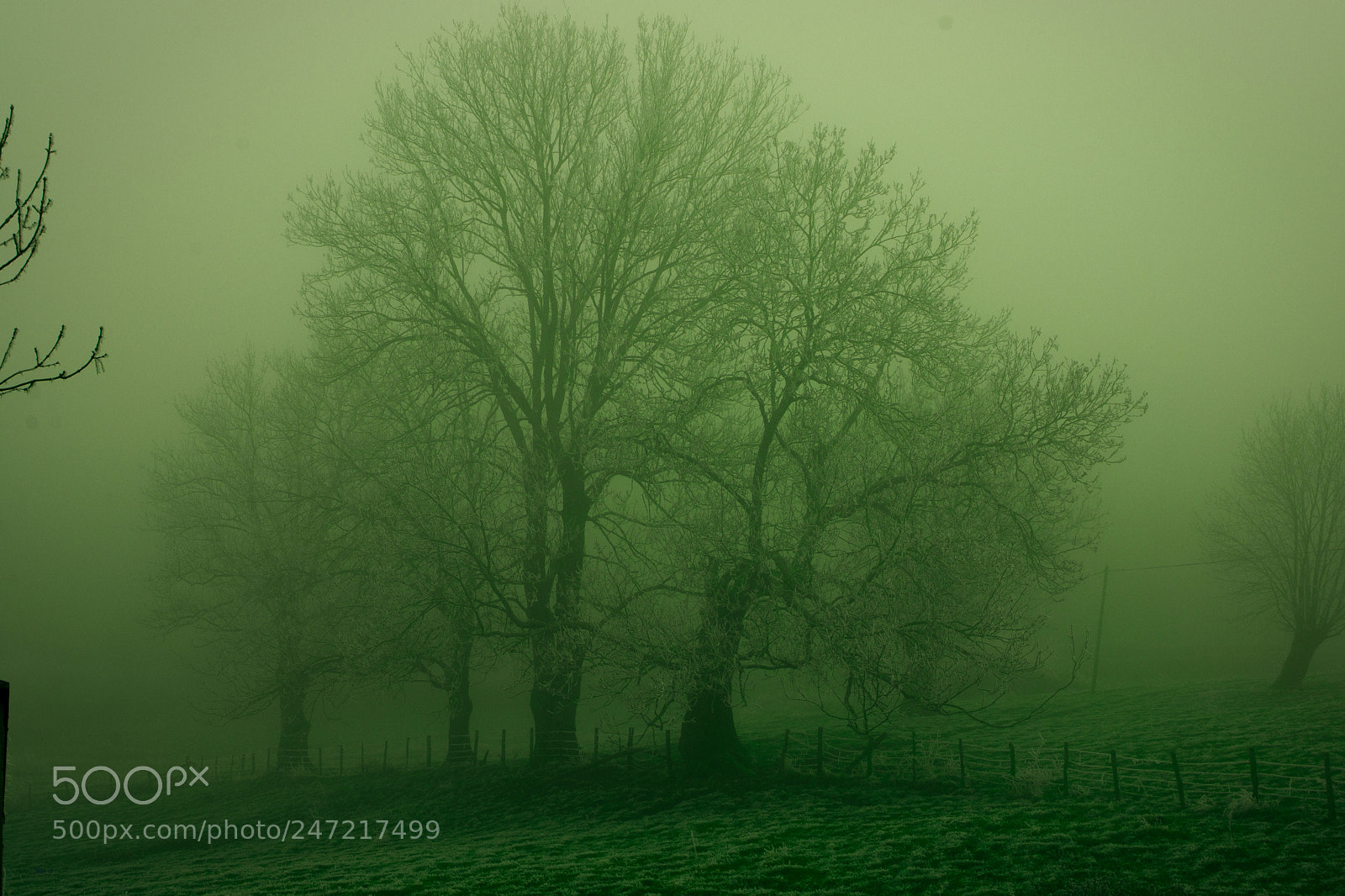 Nikon D7100 sample photo. Tree and fog photography