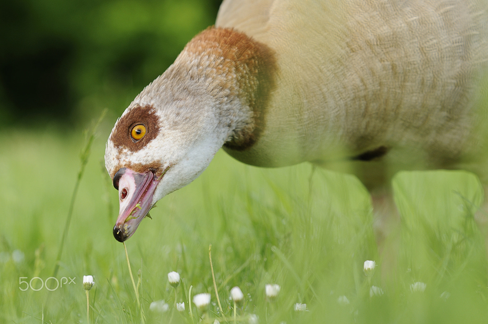 Sigma APO 100-300mm F4 EX IF HSM sample photo. Nilgans | alopochen aegyptiaca photography