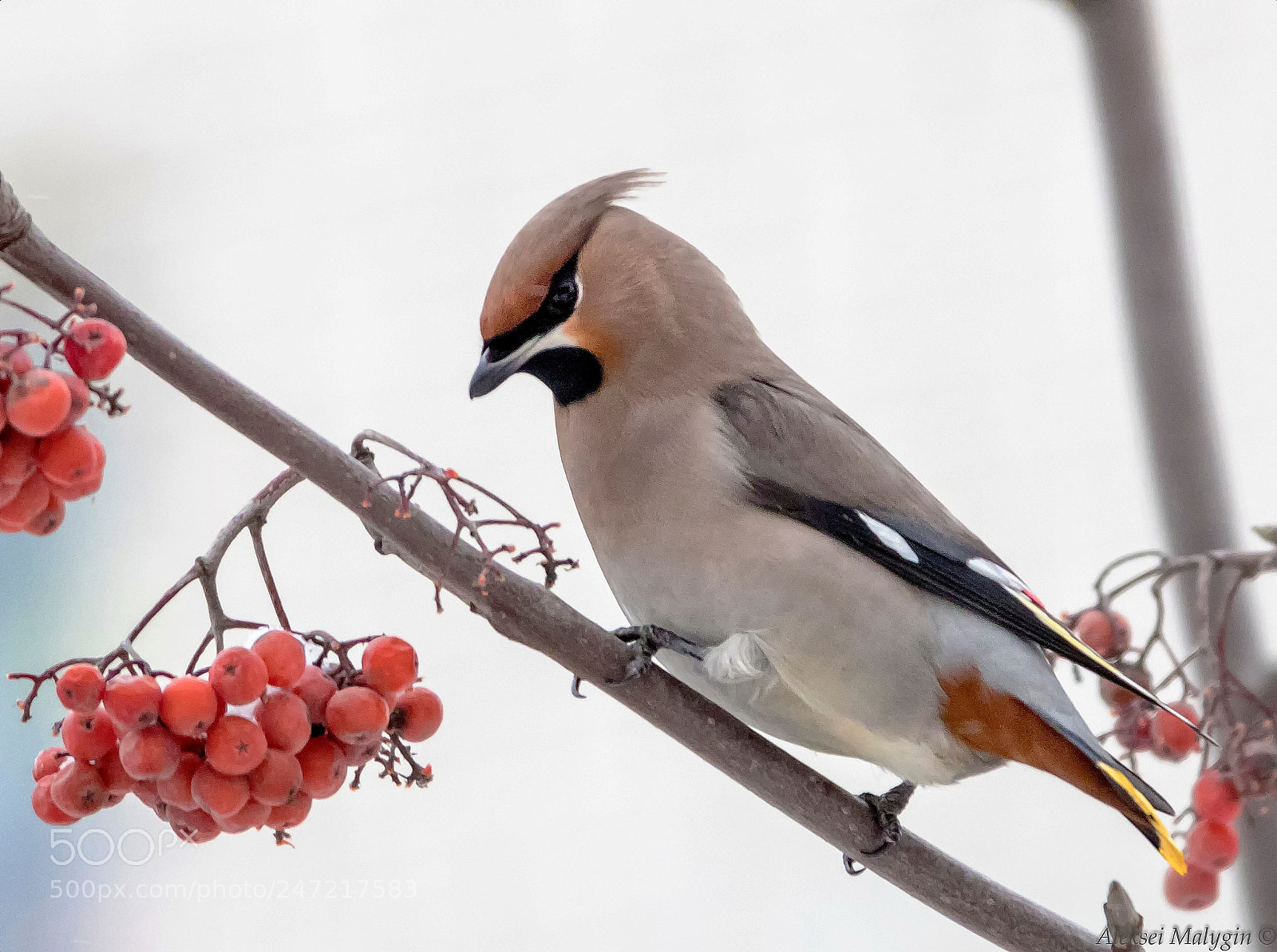 Canon EOS 7D Mark II sample photo. Prepare to lunch photography