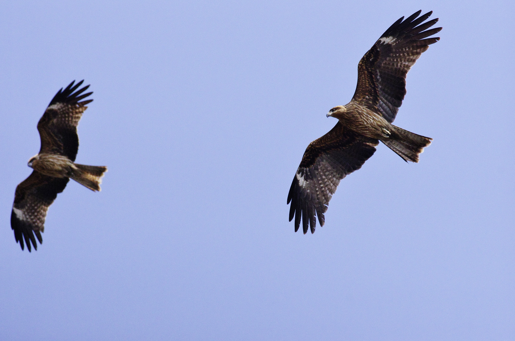 Pentax K-5 II + Pentax smc DA* 300mm F4.0 ED (IF) SDM sample photo. Air race photography