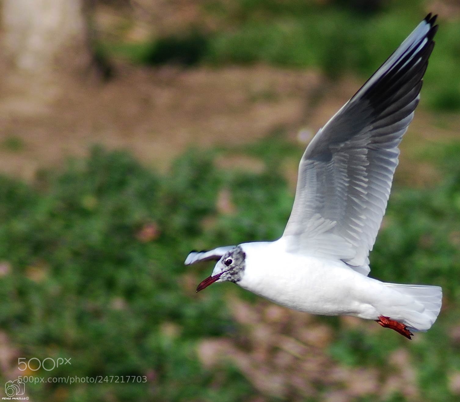 Nikon D60 sample photo. Untitled photography