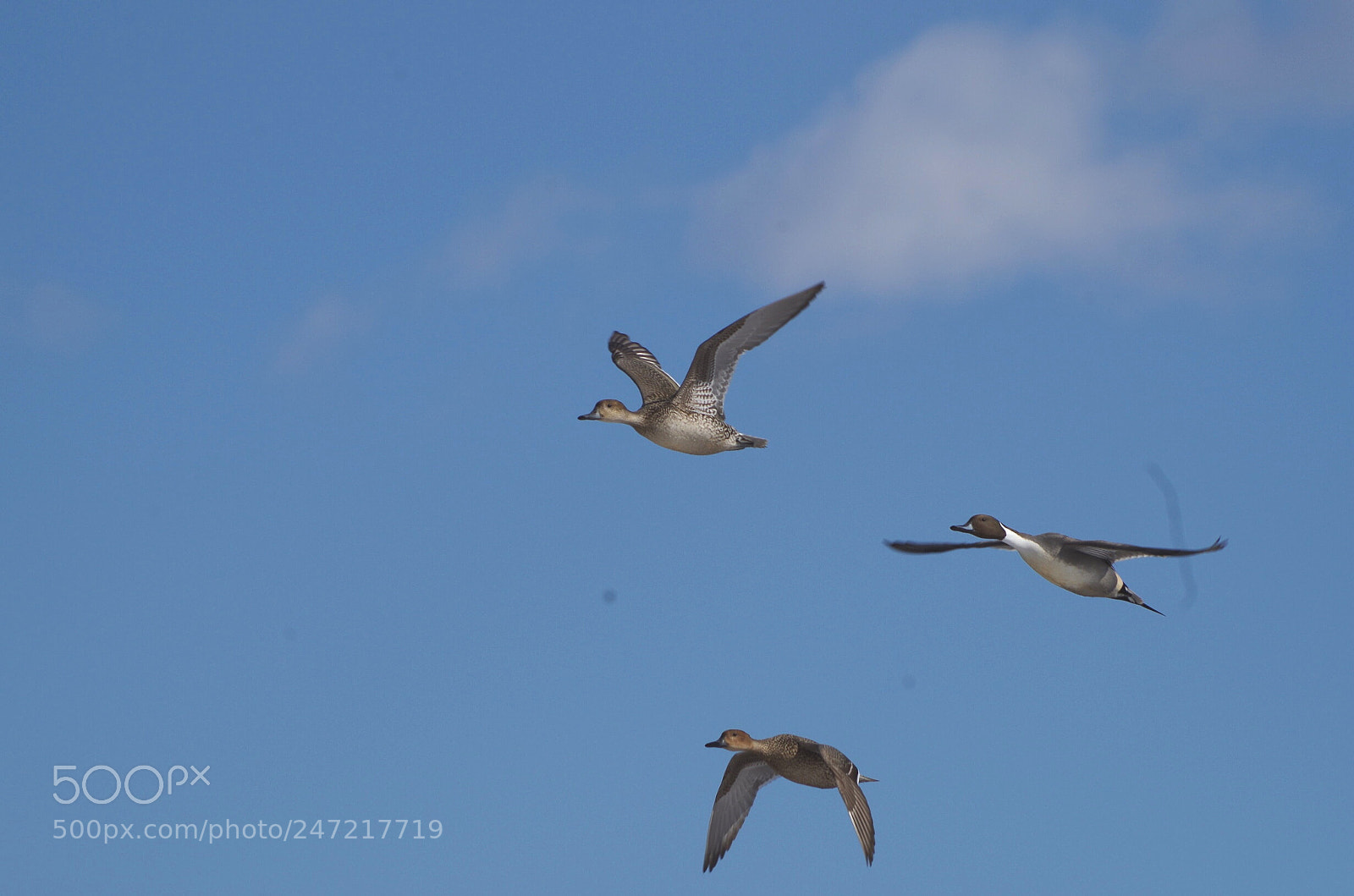 Pentax K-30 sample photo. A wild duck photography