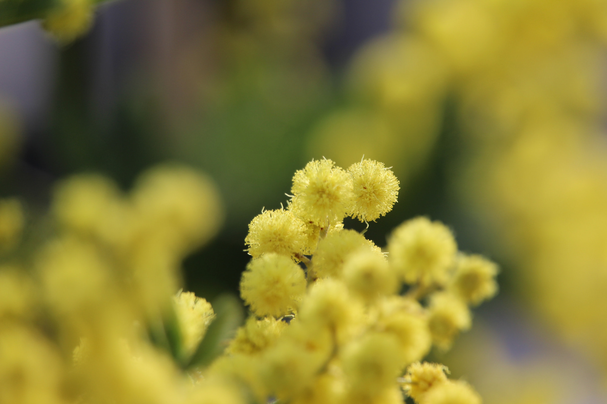 Canon EF-S 55-250mm F4-5.6 IS STM sample photo. Giallo photography