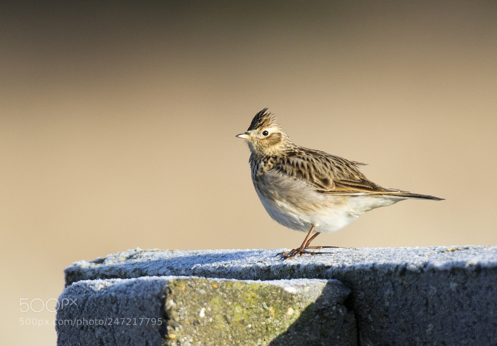 Canon EOS-1D X sample photo. Eurasian skylark photography