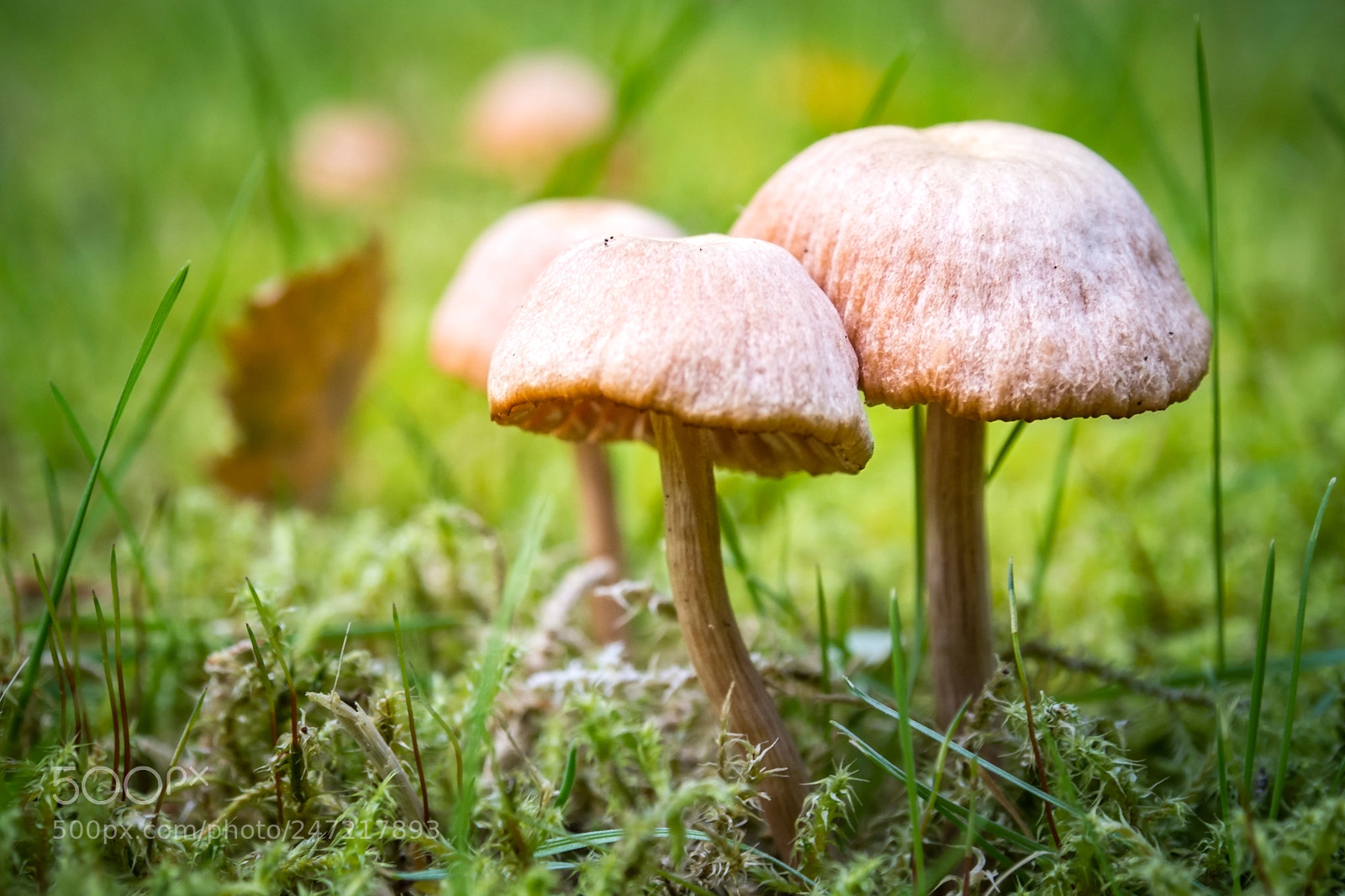 Olympus PEN E-PL5 sample photo. Mushrooms in the garden photography