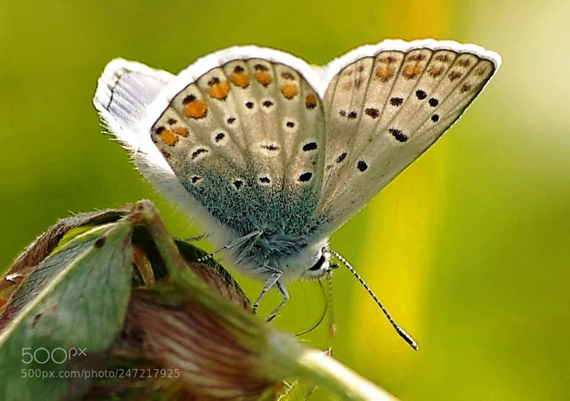Pentax K-5 II sample photo. Butterfly photography