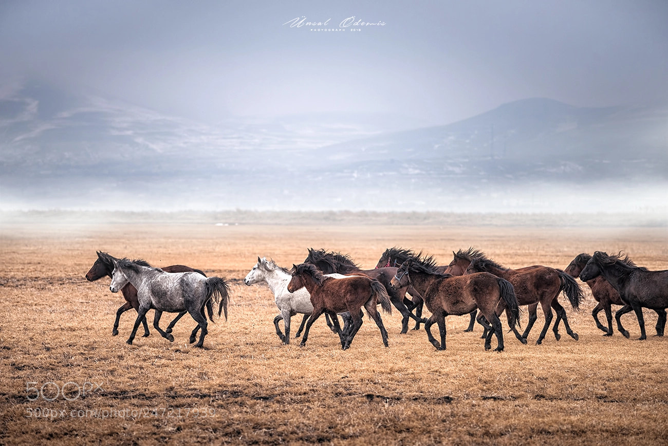Nikon D810 sample photo. Horses 3 photography