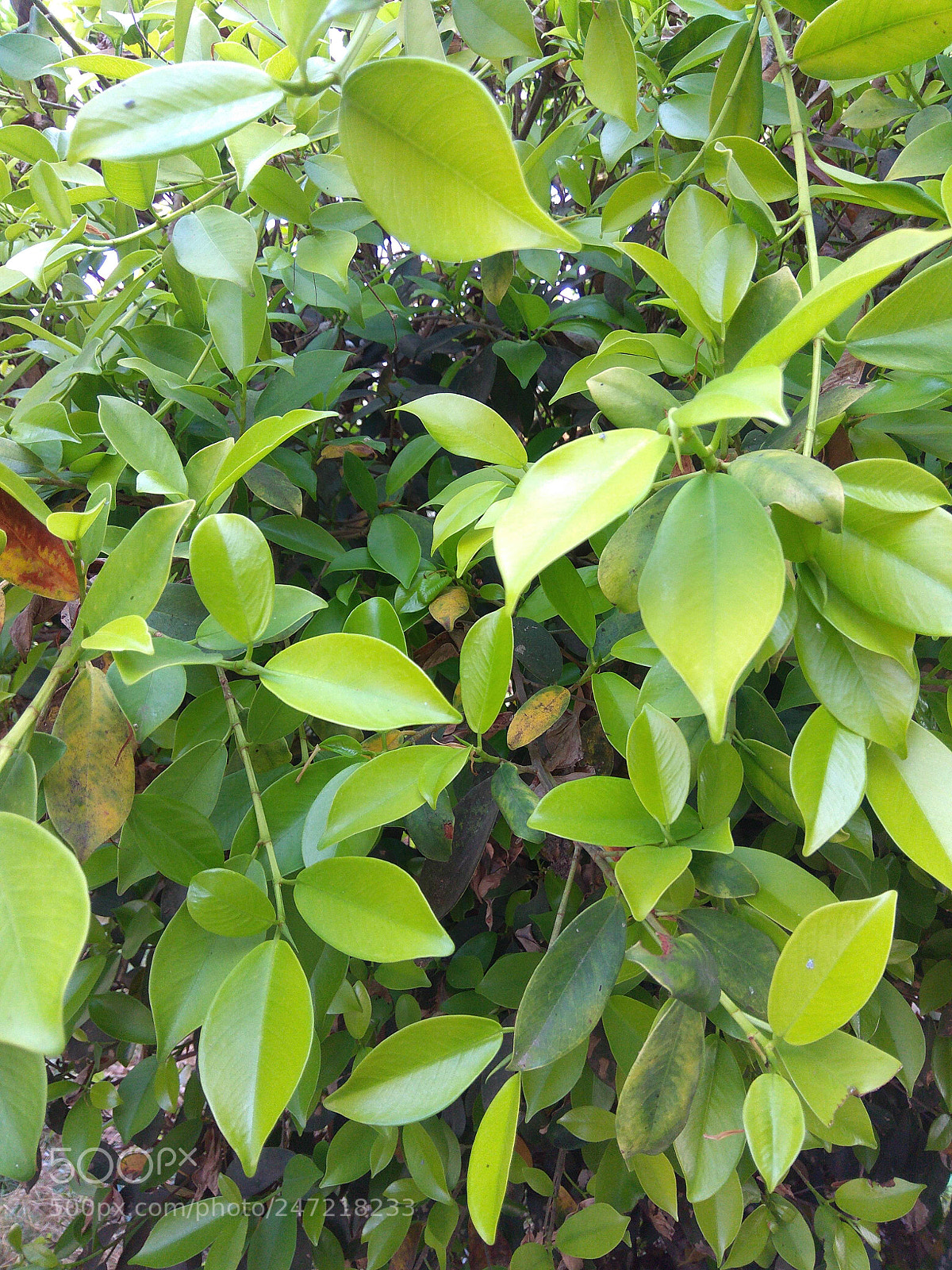 Xiaomi Redmi Note 4 sample photo. Untitled photography